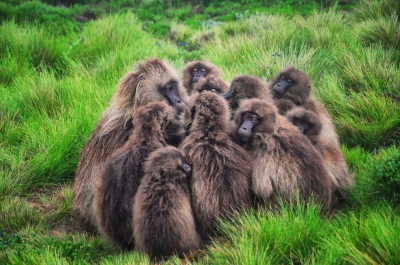 Listen Up, Gelada Baboons (Rod Waddington)  [flickr.com]  CC BY-SA 
Informazioni sulla licenza disponibili sotto 'Prova delle fonti di immagine'